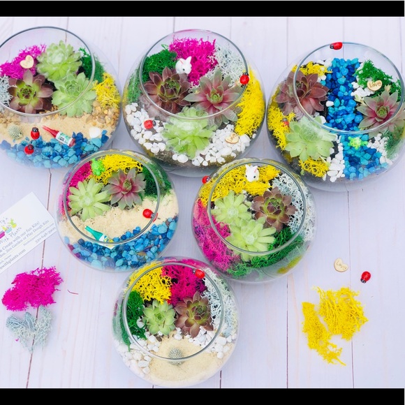 Succulent Terrarium Kit, Cactus terrarium Kit DIY - Picture 2 of 8